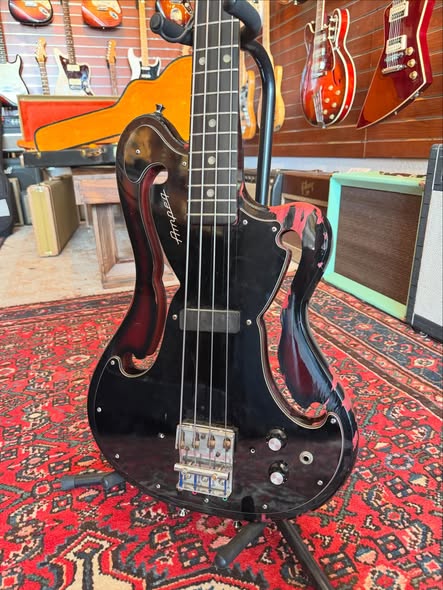 Ampeg Scroll Bass at Redwoods Vintage Guitars St Pete Florida